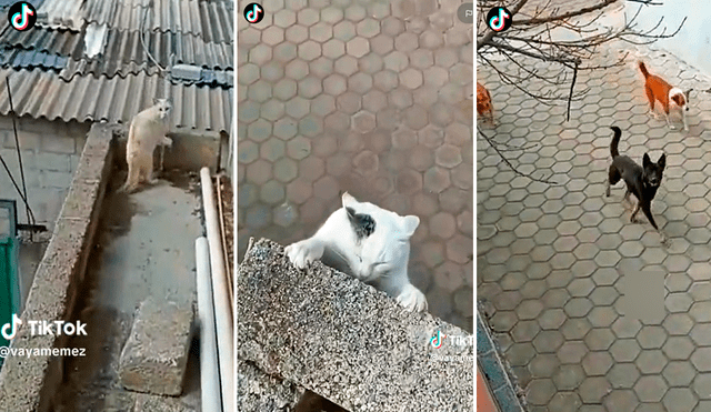 Usuarios se mostraron asustados por el final del gatito. Foto: composición LR/TikTok/@Vayamemez