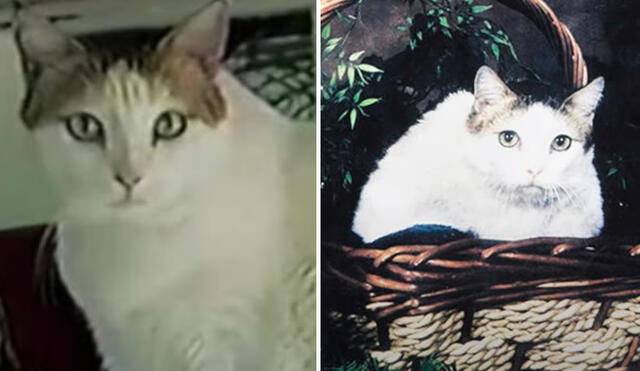 El dueño de Creme Puff también tenía otro gato llamado Granpa Rex Allen, el cual vivió 34 años. Foto: composición LR/Petx UK