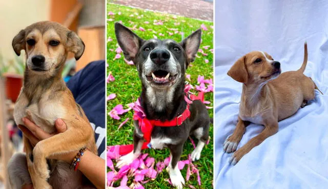 El sábado 6 y el domingo 7 se realizará la campaña de adopción. Runruna, Lobita y Caramelo son algunos de los cachorros que buscan hogar. Fotos: composición LR/Fundación Rayito