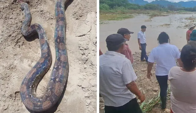 El reptil fue encontrado por el agricultor. Foto: Último Minuto