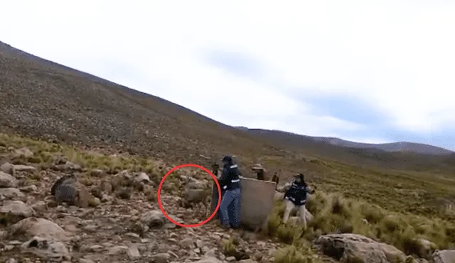 Venado silvestre fue liberado por personal de Serfor. Foto: captura de video/Serfor