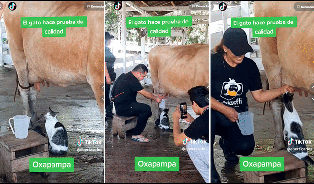 El minino estaba preparado para recibir su porción de leche. Foto: composición LR/captura de TikTok/@Ebert.carlos