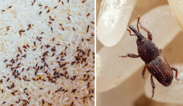 Conoce por qué motivo aparecen gorgojos en el arroz y cómo puedes eliminarlos por completo. Foto: composición LR/Huerto en casa/Cuerpomente