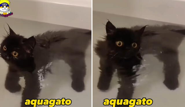 El pequeño gato negro llamó la atención y causó mucha ternura en los internautas. Foto: composición LR/Aristoggatos/Facebook/ Video: Aristoggatos/Facebook
