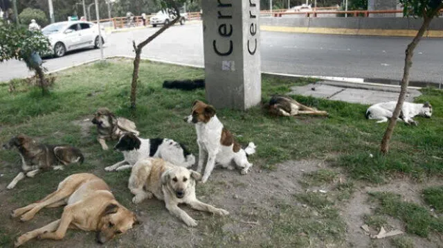 Perros que se encuentren en las calle serán llevados al canil municipal. Foto: La República