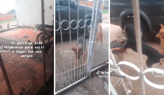 TikTok viral | Perrito pide permiso a su dueña para salir a jugar con ...