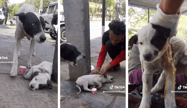 Llegaron los rescatistas y curaron al perrito. Foto: composición LR/ TikTok/ @institutocaramelo