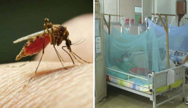 El Minsa indicó que existen más de 69,000 casos de dengue en el Perú. Foto: difusión/composición LR