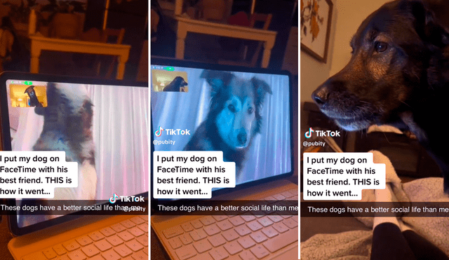 Singular manera de comunicarse entre ambos perro llamó la atención de los cibernautas. Foto: composición LR / capturas de TikTok / @pubity