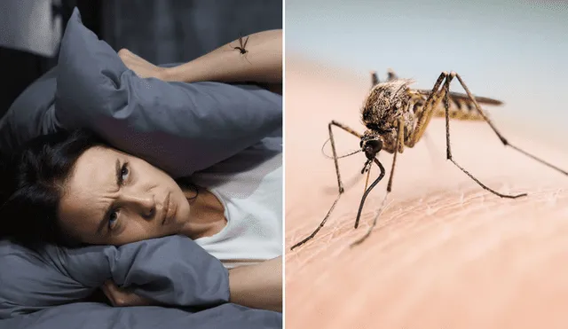 El particular zumbido que hacen los mosquitos se debe a la velocidad de sus aleteos. Foto: composición LR/Freepik/Grupo Gramma