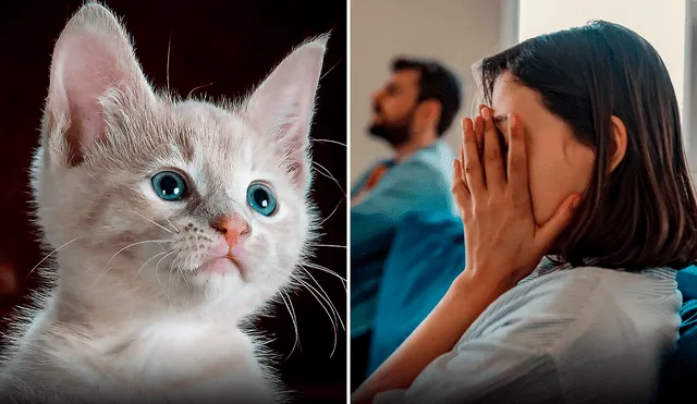 El felino fue puesto en adopción sin la autorización de la dueña. Foto: composición LR/Pexels/PredragI