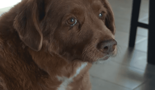 Bobi es el perro vivo más viejo en todo el mundo, de acuerdo con Guinness World Records. Foto y video: AFP