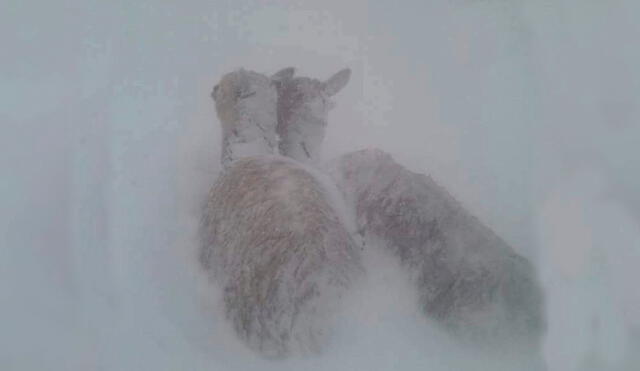 Caylloma es un los distrito afectado por la nevada en la región. Foto: Sala de Noticias