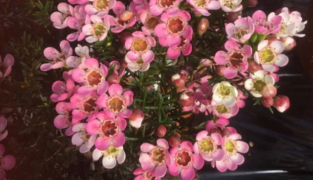 En Perú, hay más de 7.000 productores dedicados al cultivo de flores de corte y plantas ornamentales. Foto: difusión