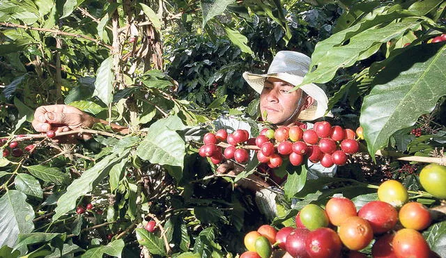Caficultura. La producción de café involucra a más de 230.000 familias, principalmente en Amazonas, Ayacucho, Cajamarca, Cusco, Huánuco y Junín. Foto: difusión