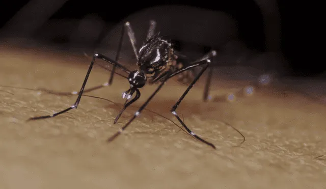El mosquito Aedes aegypti es el principal vector del dengue en los países de América. Foto: Flickr