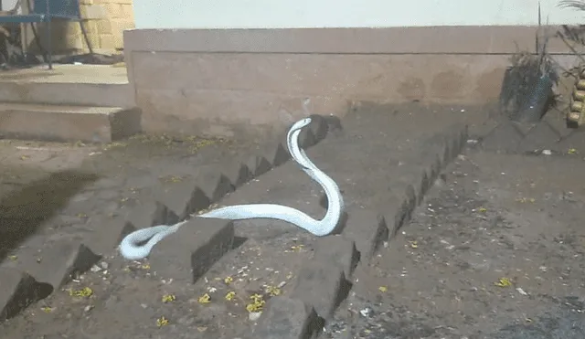 La cobra albina fuera de una casa en Coimbatore, India. Foto: WNCT