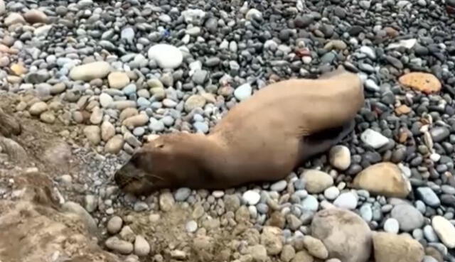 Por el tamaño del animal, se estima que podría ser la cría de un lobo marino. Foto: Canal N