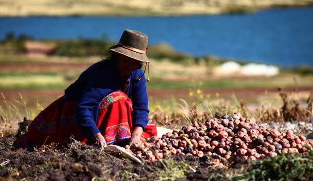 Programa busca permitir almacenamiento de sus productos como el algodón, el café, el cacao, la aceituna, entre otros, por 12 meses. Foto: Andina