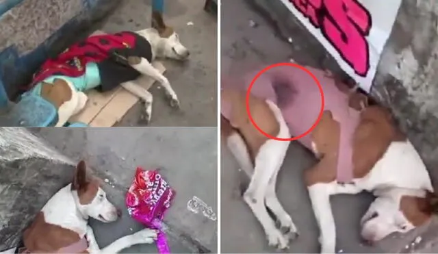 Pobladores temen que las heridas del can se infecten. Foto: composición LR/ATV