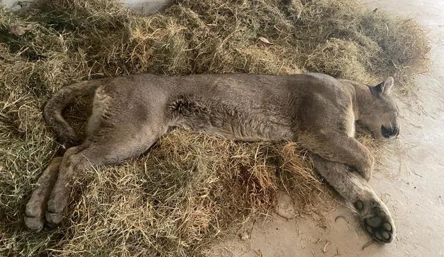 Felino quedó atrapado en una casa donde viven 15 personas. Foto: Serfor. VIDEO: Liz Ferrer/LR