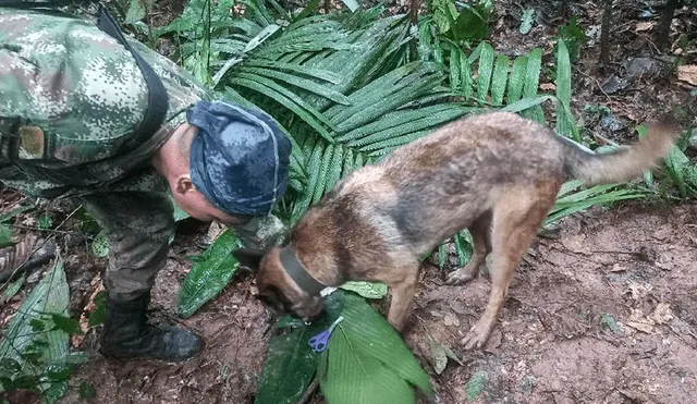 Más de 100 soldados con perros rastreadores buscan a los cuatro niños perdidos. Foto: AFP