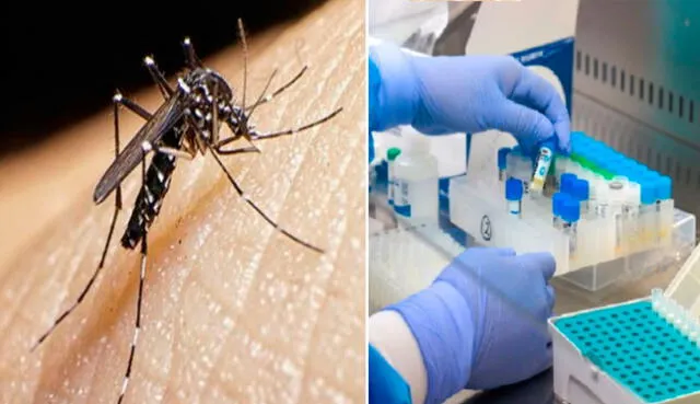 Dengue avanza de manera alarmante. Foto: composición LR / Andina - video: Latina