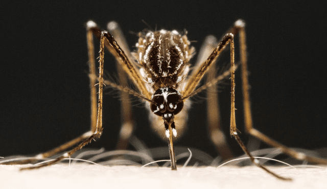 Aedes aegypti es el mosquito que porta el virus del dengue. Foto: Alexis Wild