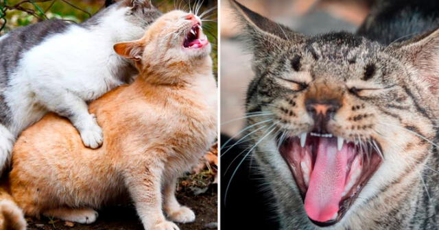 ¿Por qué las gatas gritan cuando tienen sexo? Foto: composición LR/Freepik/Pexels