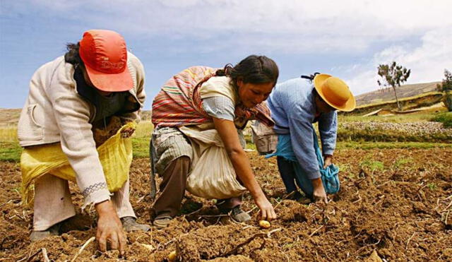 En el 2022 el 41,1% de agricultores se encontraba en situación de pobreza. Foto: Andina