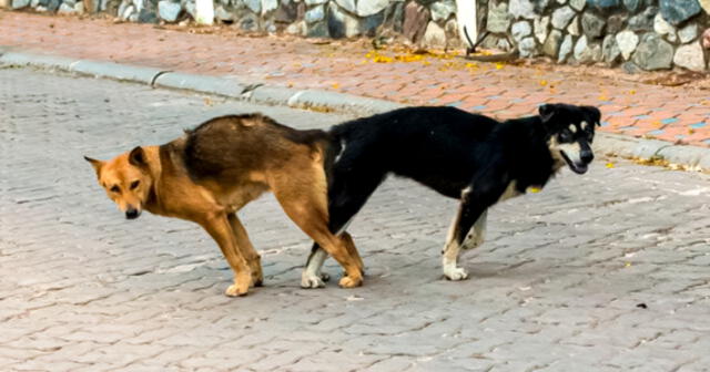 Algunas personas reaccionan a la cópula de canes tratando de separarlos. Foto: captura de YouTube