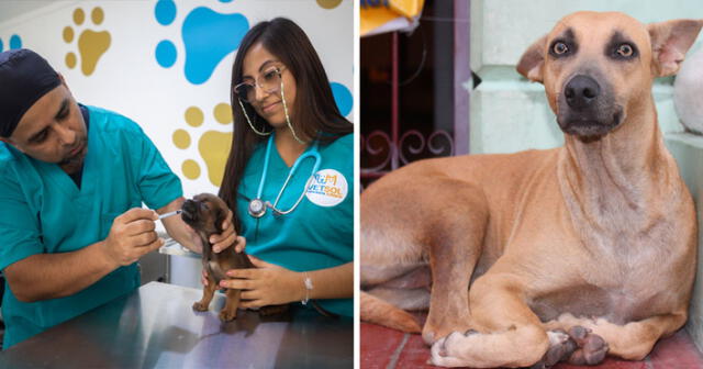 La veterinaria solidaria en Comas se caracteriza por sus económicos precios en consultas y medicinas. Foto: composición LR/Andina