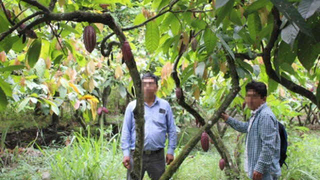 Agricultores dedicados al cultivo de cacao piden evaluar a funcionarios del Pejsib. Foto: cortesía