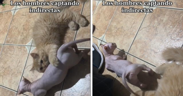 Este gatito no le aceptó el cariño a esta gata y su reacción se hizo viral. Foto: composición LR/captura de TikTok/gybranjara7