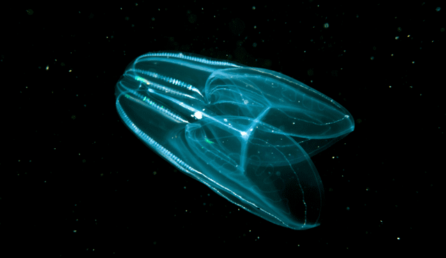 Las medusas peine son parientes del primer animal en la Tierra. Foto: Discover Magazine