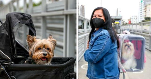 Recomendaciones para transportar a tu mascota en el sistema de transporte de Lima. Foto: composición LR/ATU