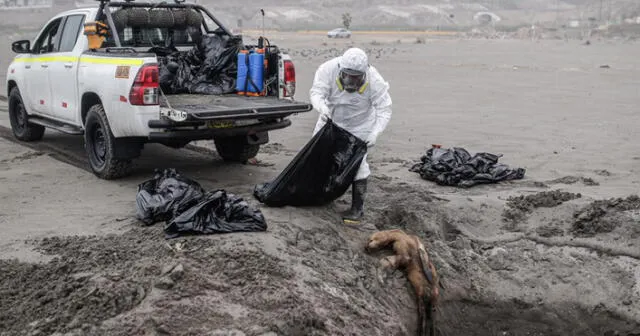 Lobo marino. En la playa del distrito de Punta de Bombón, uno de gran tamaño fue recogido.  Foto: Rodrigo Talavera/ LR