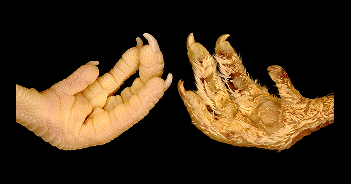 Comparación entre las patas de pollos sin modificar y modificadas. Foto: UNIGE/Cooper & Milinkovitch