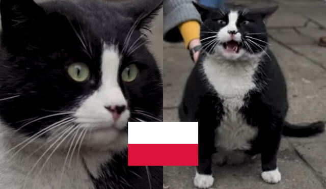 Conoce al gato Gacek, el "rey de la calle Kaszubska”. Foto: composición LR/Gacek/Instagram