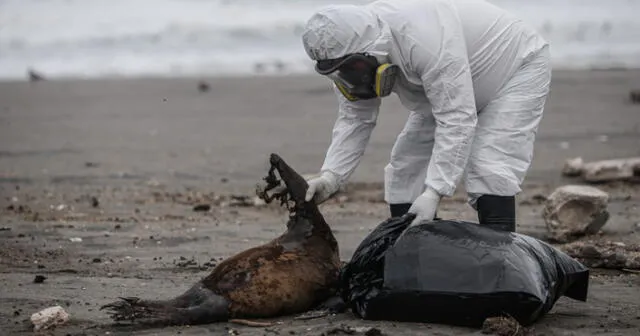 Virus letal. Los animales infectados varan en las playas, agonizan y mueren allí. Buitres y perros acechan sus cadáveres. En Tacna y Arequipa se recoge cuerpos de animales. Foto: Rodrigo Talavera/ LR