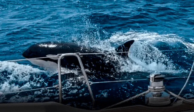 Gladys sería la lider de un grupo de orcas que han estado atacando a barcos entre España y Portugal. Foto: ElDoceTv