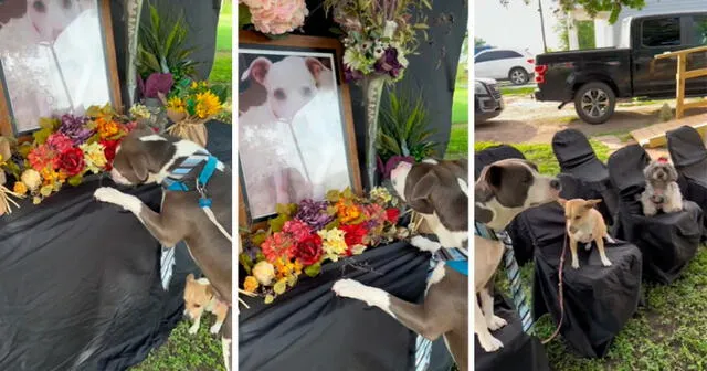 La mascota no paraba de llorar en un momento que conmovió a propios y extraños. Foto: composición LR / capturas de TikTok / @Picklepieo