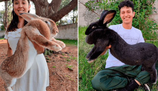 El gigante de Flandes es el tipo de conejo más grande que se conoce en el mundo. Foto: composición LR/Ig: @yakinkiroEl gigante de Flandes es el tipo de conejo más grande que se conoce en el mundo. Foto: composición LR/Ig: @yakinkiro