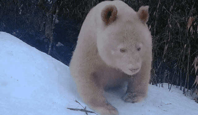 El oso panda albino tendría entre 5 y 6 años. Su sexo todavía se desconoce. Foto: Reserva Natural Nacional de Wolong