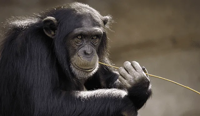 Para el estudio se analizaron genes de 809 primates. Foto: Pixabay
