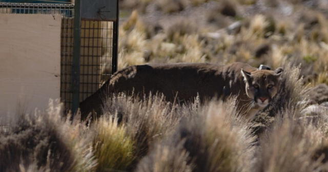 El animal estuvo en el Bosque Municipal de Tacna. Foto: Andina