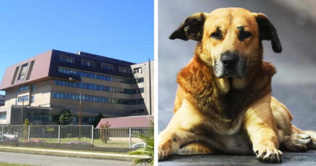 El Hospital Base de Valdivia habría atendido a un perro en su área de oncología. Foto: composición LR/Río en línea/referencial Biobío