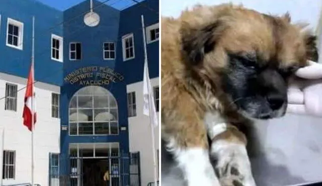 Can falleció pese a haber sido evacuado a una veterinaria. Foto: composición LR/Ministerio Público