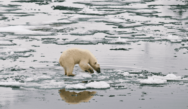 El hielo marino del Ártico se derretirá una década antes de lo previsto, aseguran científicos climáticos. Foto: Peter Prokosch