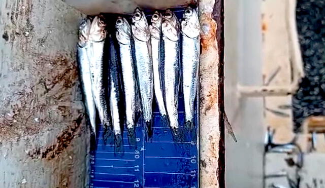 Fotos y videos difundidos en redes sociales advierten de alta incidencia de anchoveta juvenil, que no alcanzan los 12 cm. Pese a ello, aún son capturados. Foto: difusión/Facebook